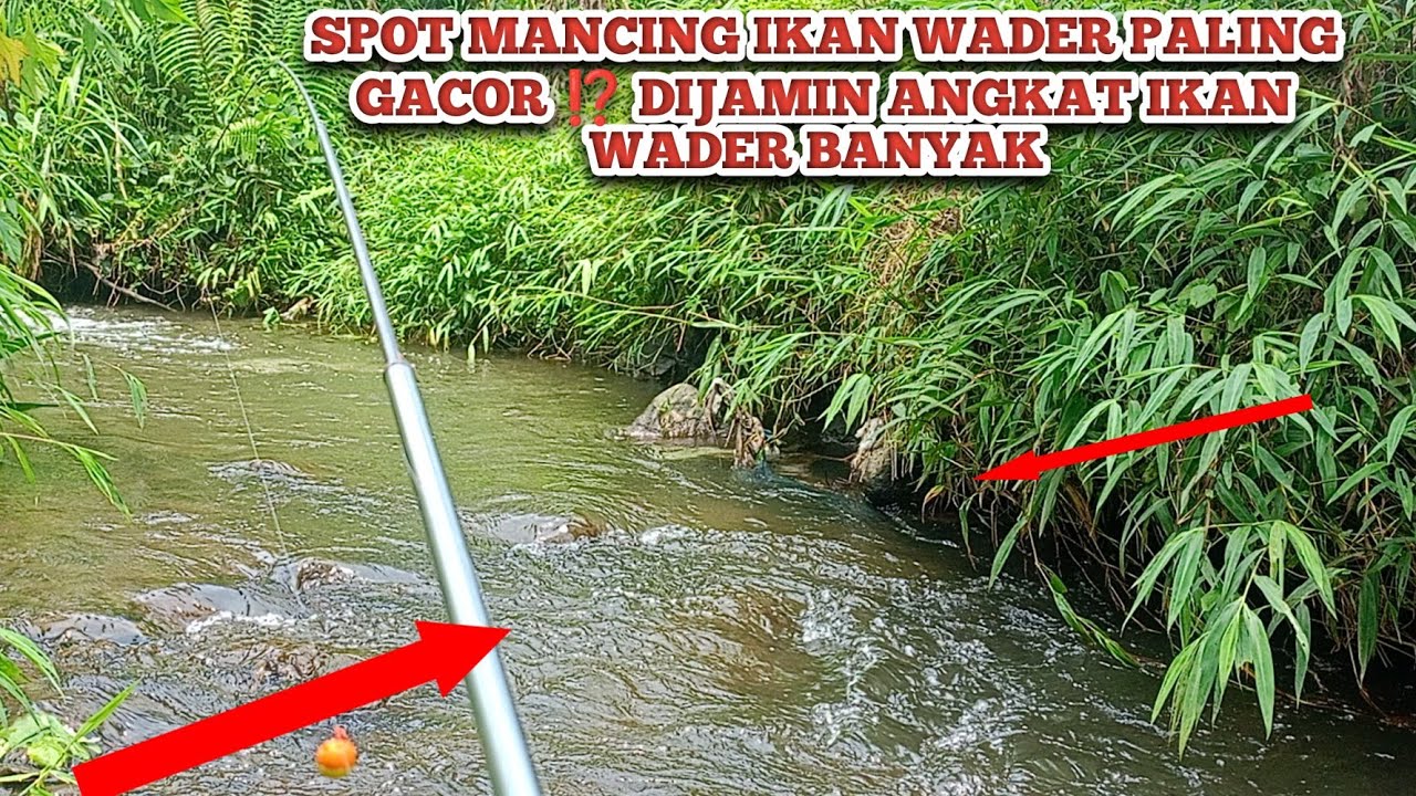 DI JAMIN INILAH SPOT MANCING IKAN WADER PALING GACOR ⁉️TERNYATA UMPAN BELATUNG BIKIN IKAN JADI GACOR