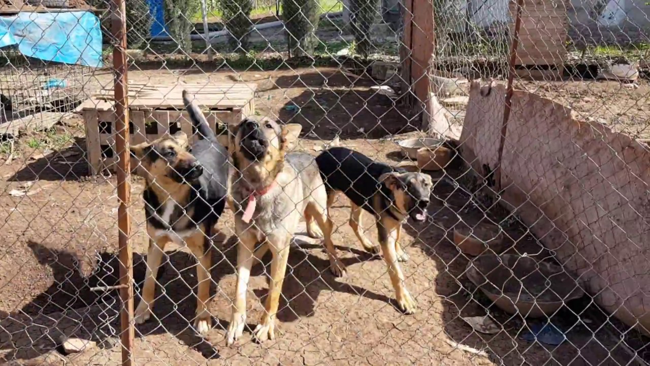 سه گ ی کوردی  Dog  کلب  2018   سلیما نی