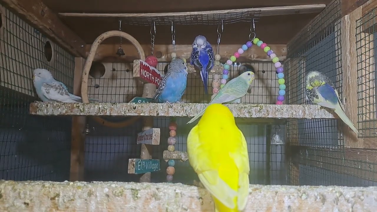 Daily Life with Parrots