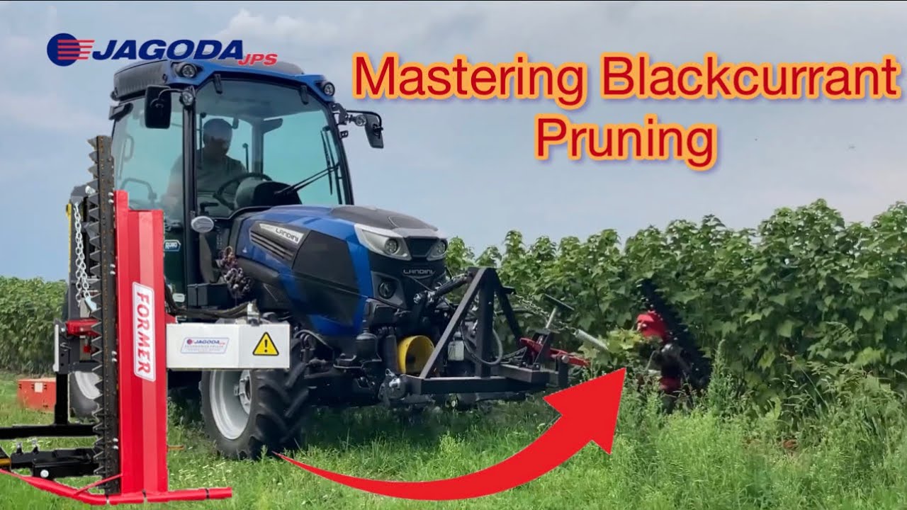 Podcinacz do porzeczek ⭐️ Mastering Your Blackcurrant Pruning with the FORMER Berry Pruning Machine!