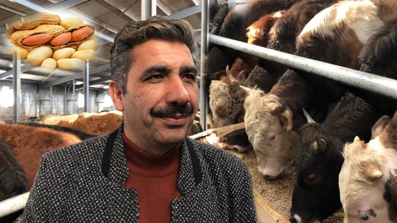 Bu &Ccedil;iftlikte Hayvanları Fıstıkla Besliyorlar