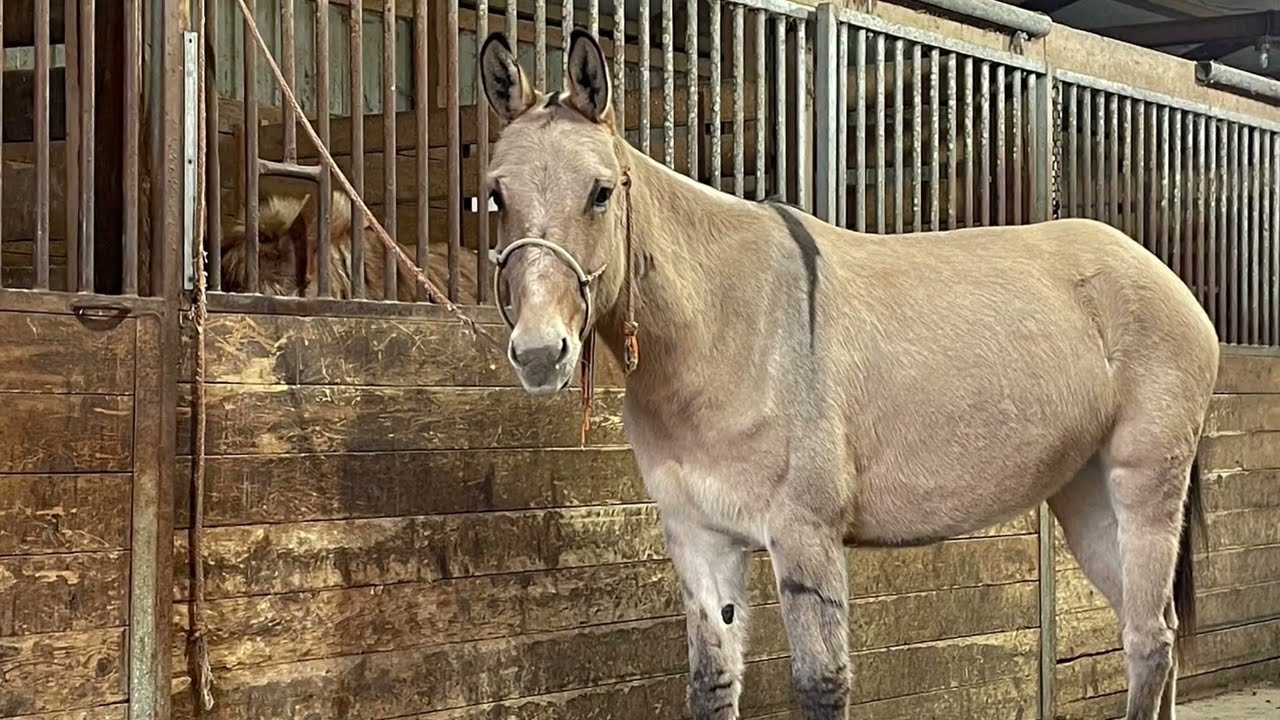 Lot #20, PAIRADICE’S IGGY, offered by Pairadice Mules  for Chrome in the Canyon, 2022