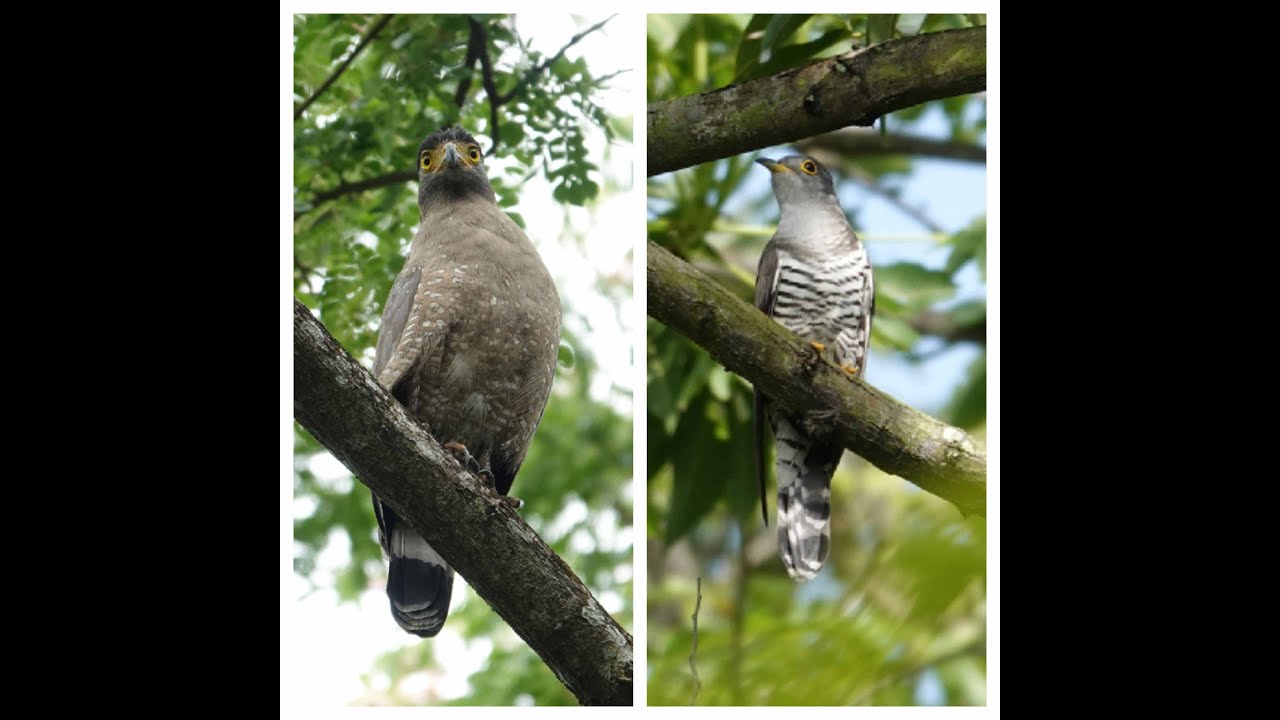 Singapore Botanic Gardens-Part 1-My favourite birding/wildlife trial in this garden. 6 Mar 2024.
