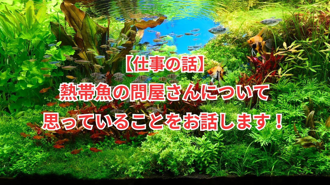 僕が熱帯魚の問屋さんについて思っていることをお話します！