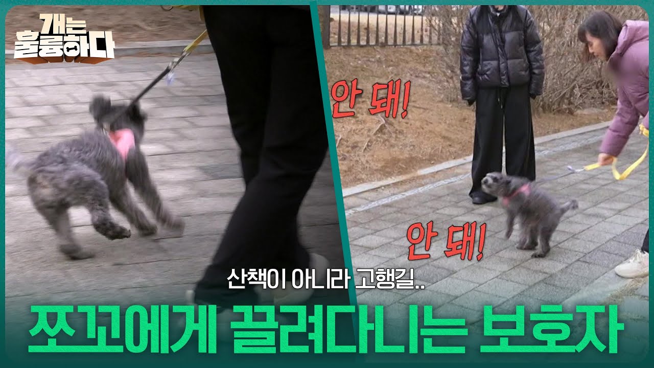 산책이 아니라 고행길.. 쪼꼬를 통제하지 못하고 끌려다니는 보호자들 [개는 훌륭하다] | KBS 260316 방송