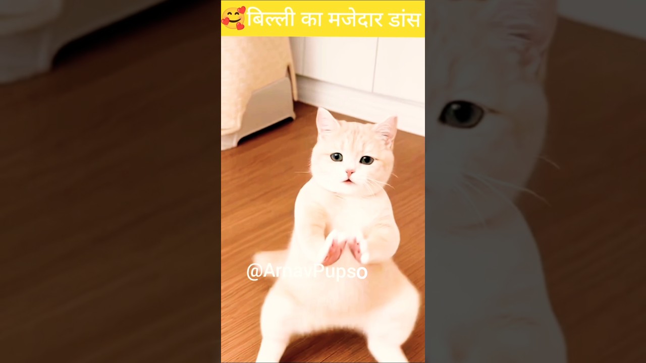 🥰AI CAT DANCING TRENDING SONG 