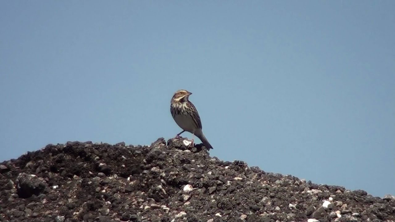 Savannah Sparrow (Emberizidae: Passerculus sandwichensis) Male Singing