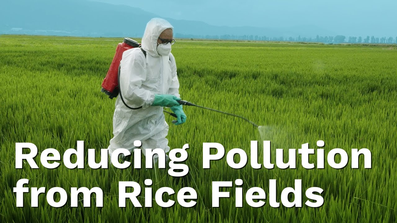 Constructed Wetlands to Reduce Pollution From Rice Farming in Catalonia&rsquo;s Ebre Delta