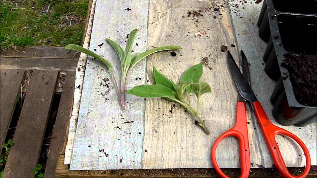 Comment bouturer la sauge ? - Monjardindansleslandes