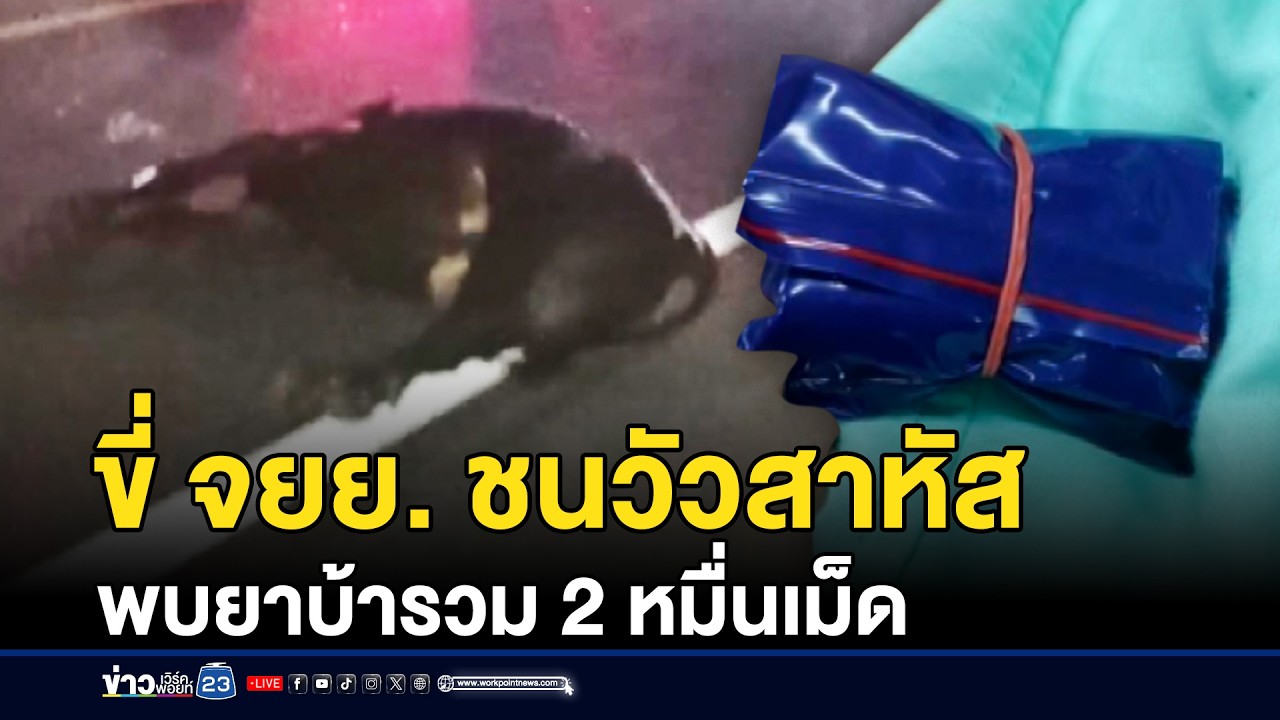 ขี่ จยย. ชนวัวสาหัส พบยาบ้ารวม 2 หมื่นเม็ด | ชงข่าวเขย่าจอ | 16 กุมภาพันธ์ 2569