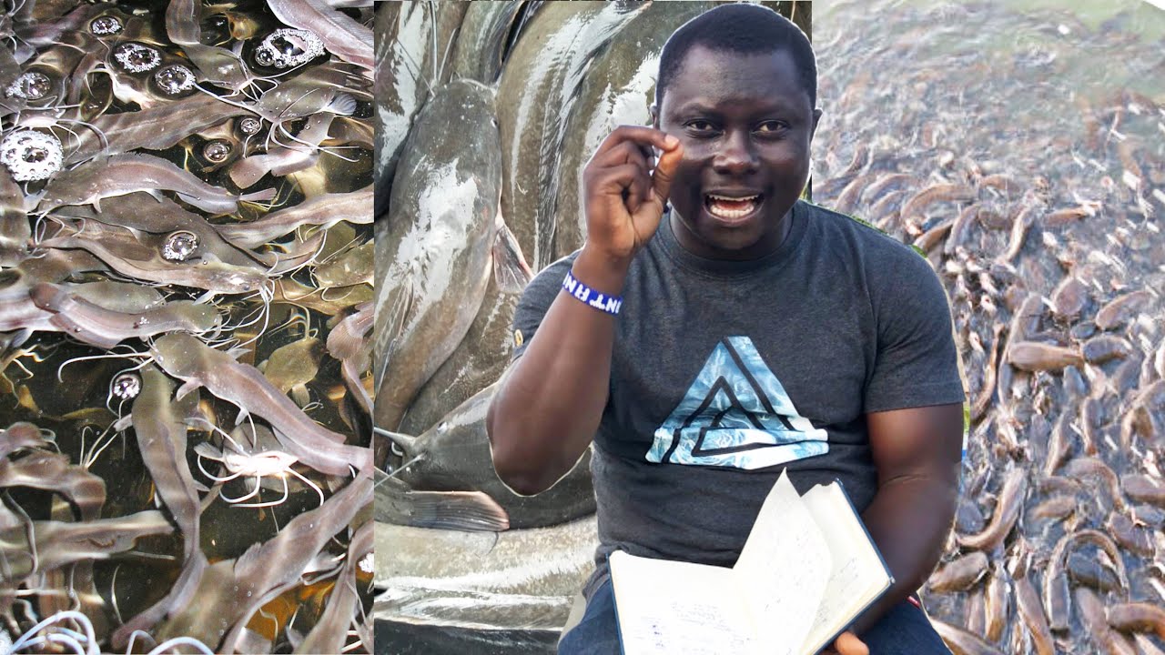 Как начать разведение сома | Руководство для начинающих фермеров, занимающихся разведением сома, ...