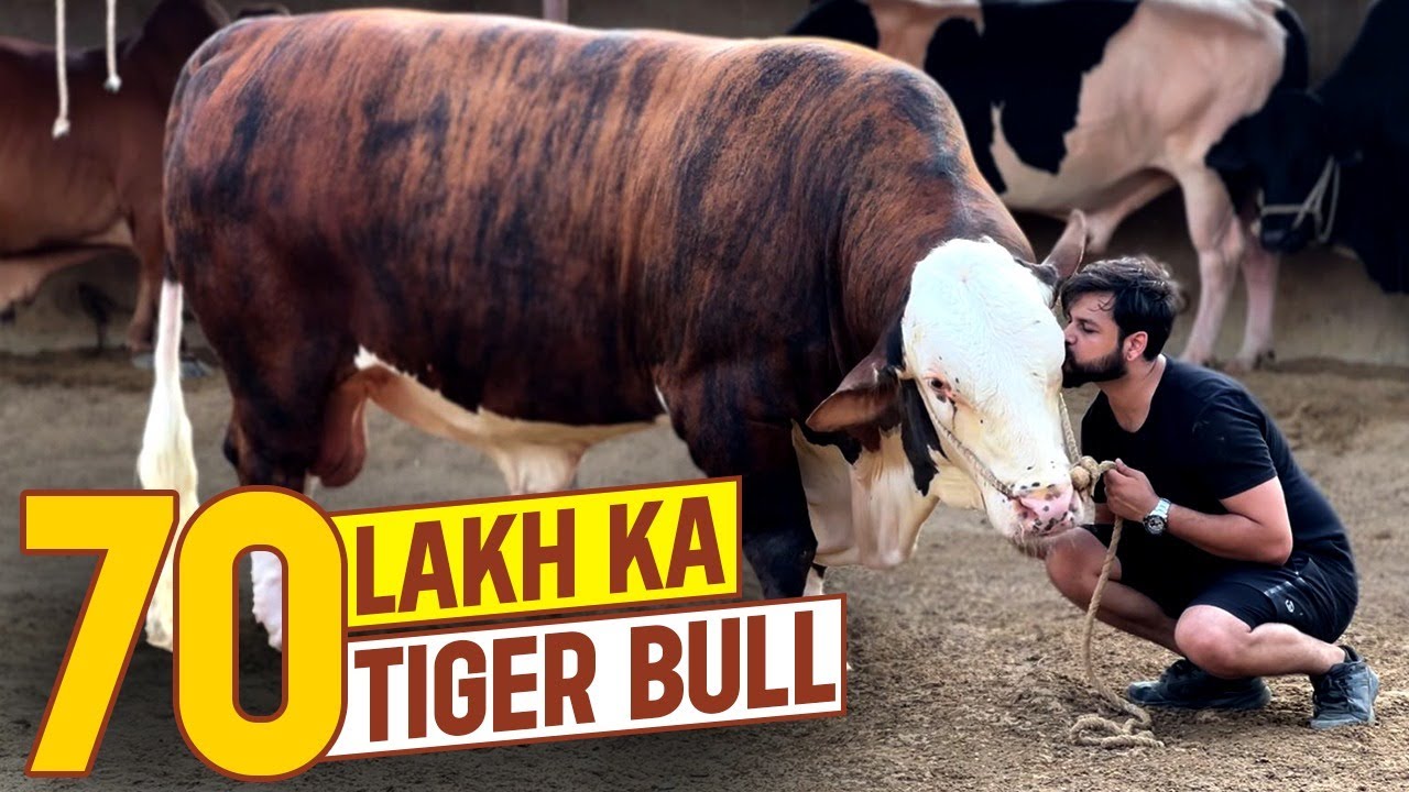 70 LAKH KA TIGER BULL