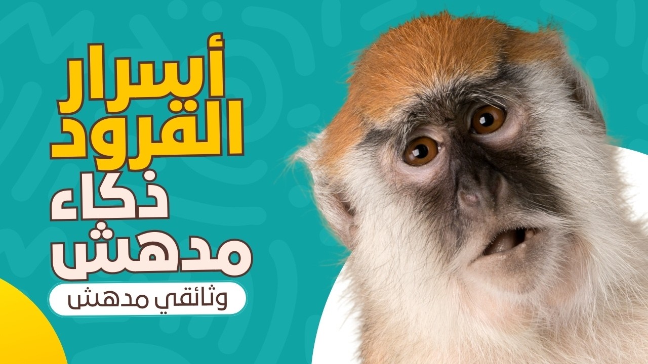 أسرار القردة: ذكاء يفوق التوقعات وتفكير يشبه البشر | وثائقي مذهل