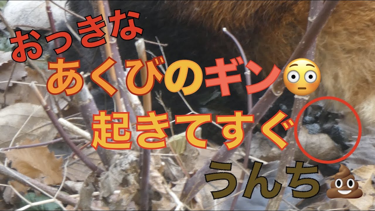 【円山動物園レッサーパンダ】おっきなあくびのギン😳起きてすぐうんち💩