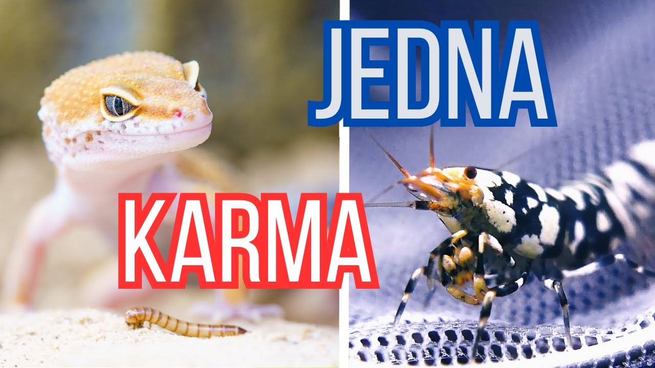 DLA GEKONA I KREWETEK - pokarm w żelu