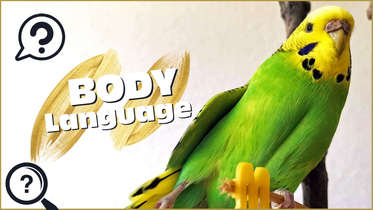 Budgie Body Language: What is My Budgie Showing me?