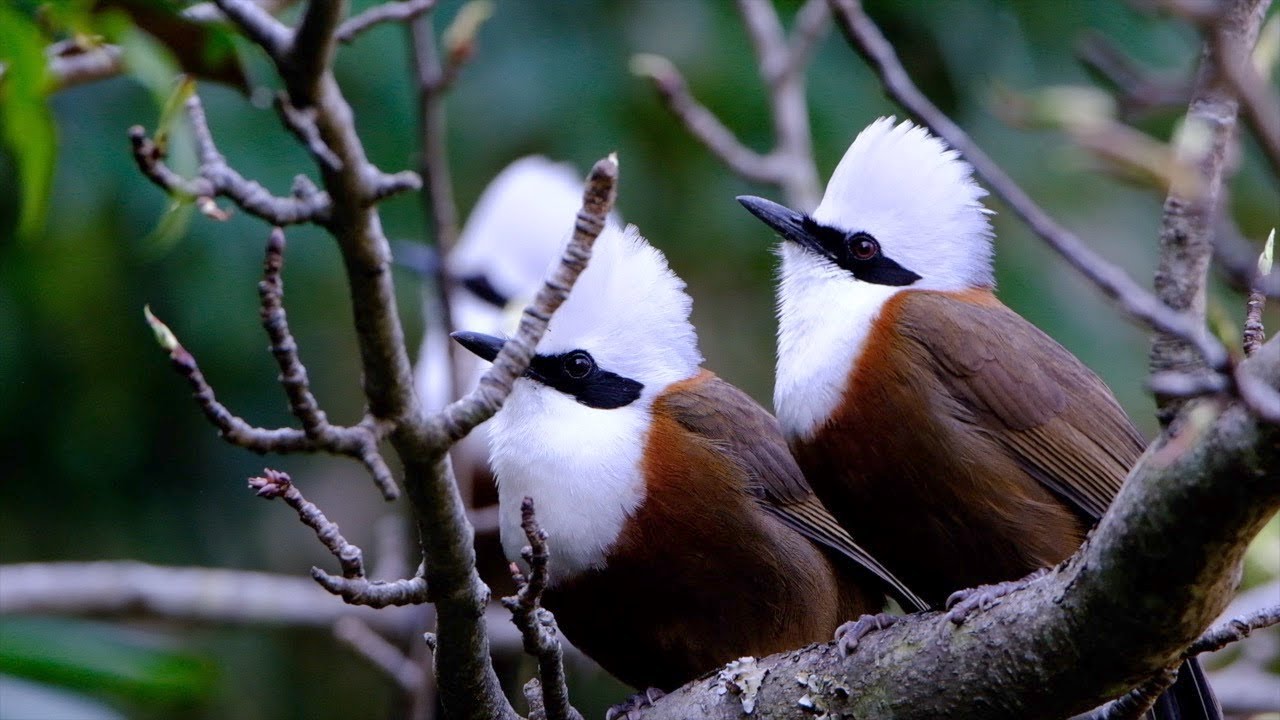 Birds of Lower Himalayas / Uttarakhand - India / Part 2