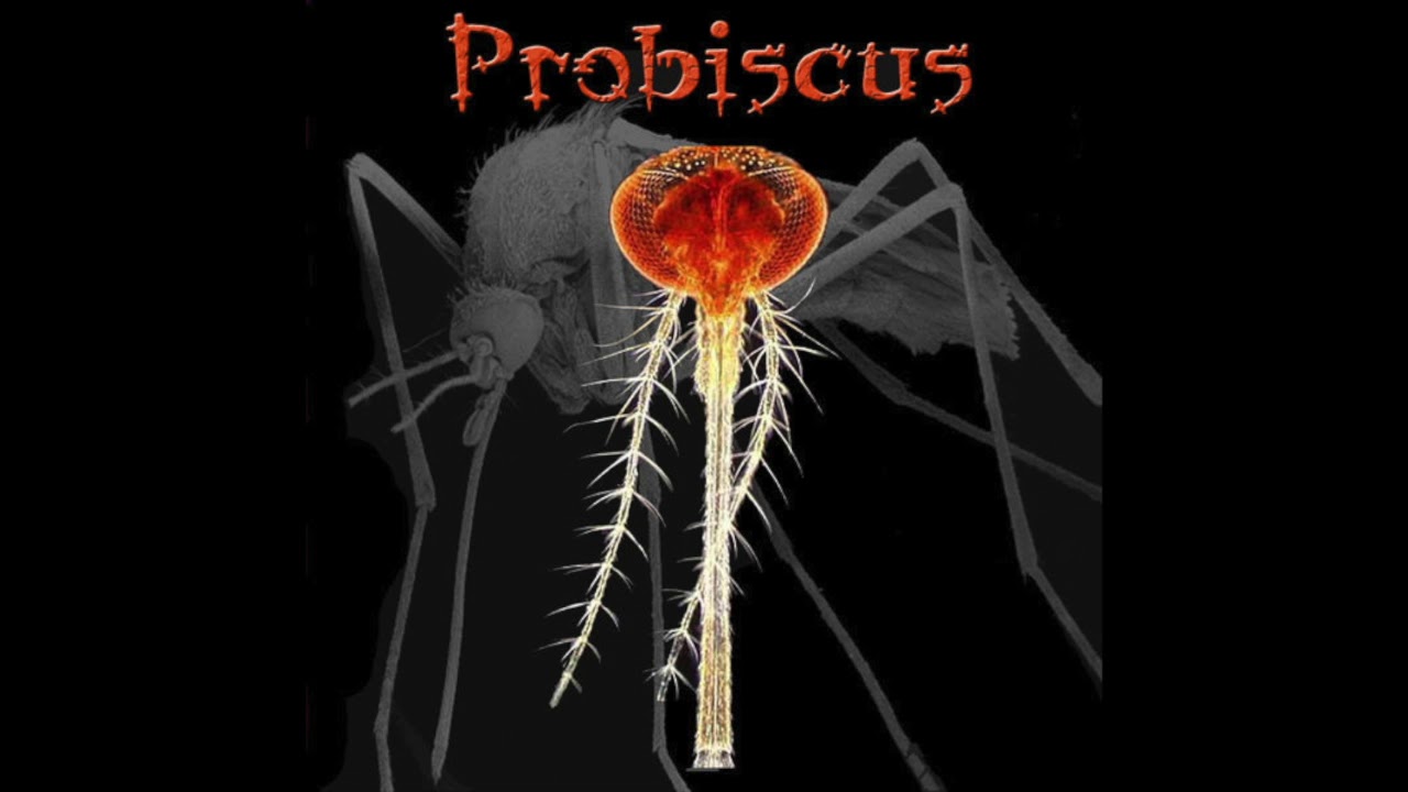 Proboscis  - Crashbus
