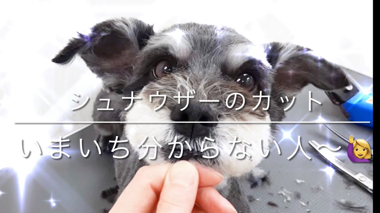 【トリミング　顔カット】「シュナウザーのカット、いまいち分からない人〜🙋‍♀️」シュナウザー