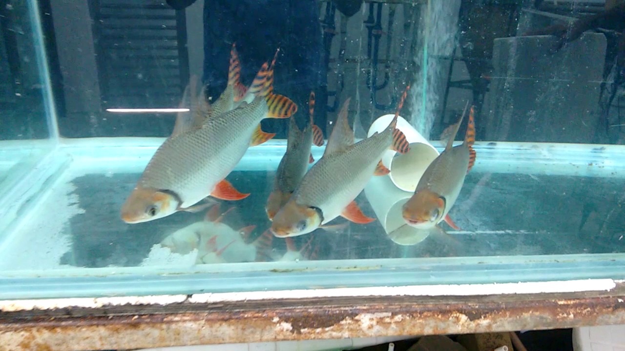 JARAQUI (SEMAPROCHILODUS TAENIURUS)