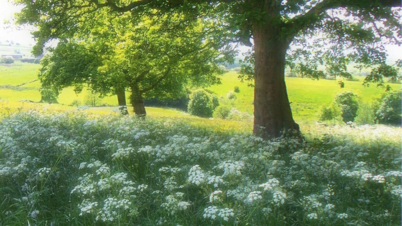 a slow living playlist 🍀 (reading, writing & studying)