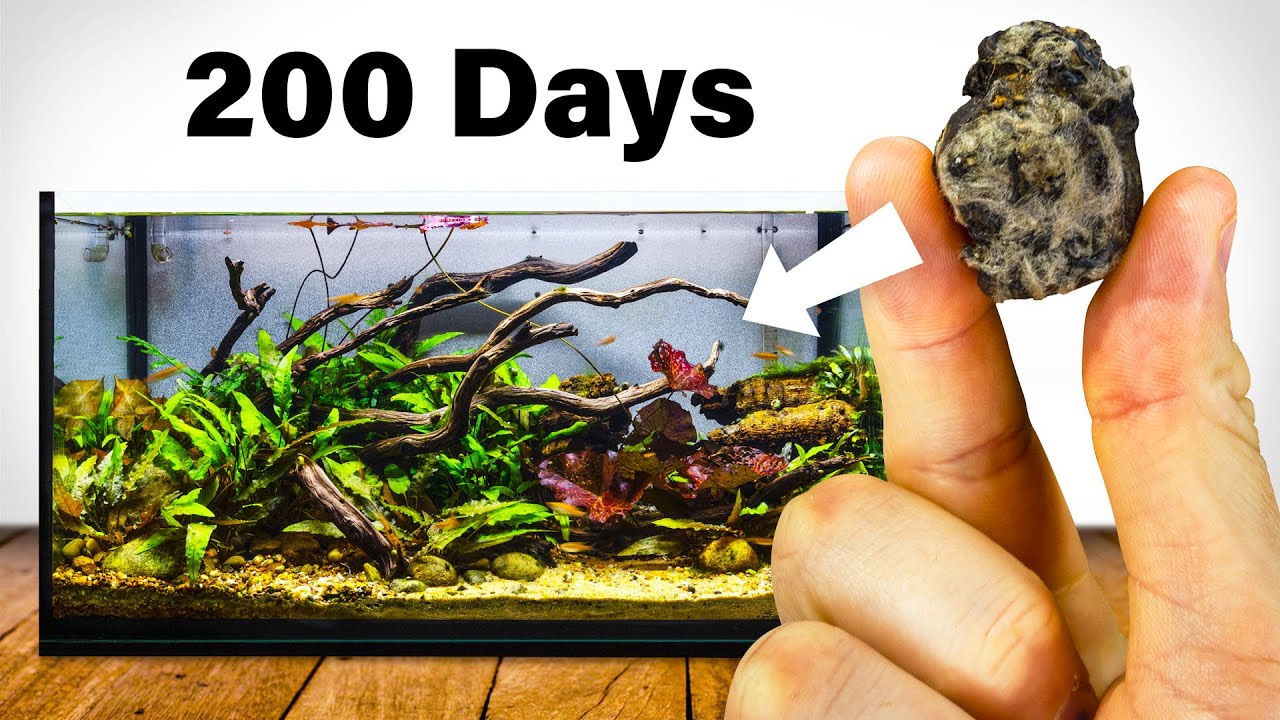 I Tried to Grow Lily Pads, An Ecosystem Emerged Instead (200 Day Experiment)