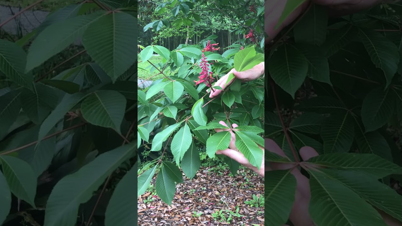 Red Buckeye