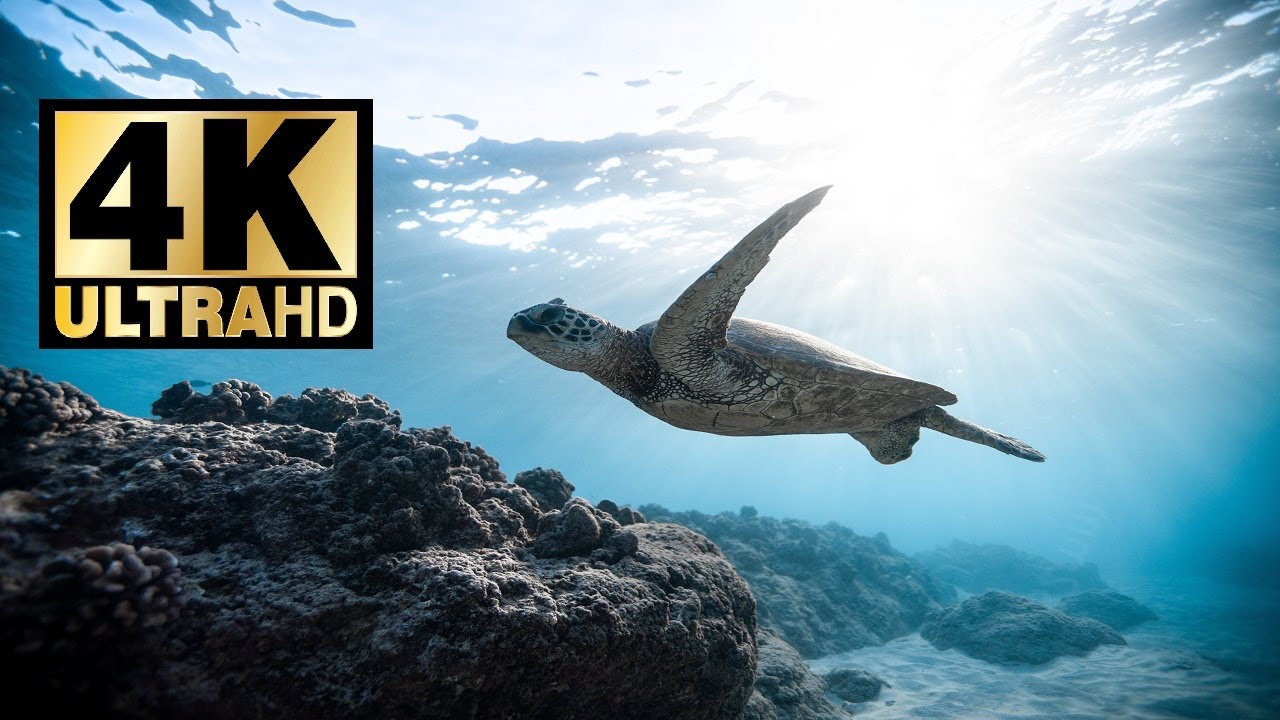 Beautiful Ocean Depth 4K ULTRA HD | Ocean | Jellyfish | Ocean depth