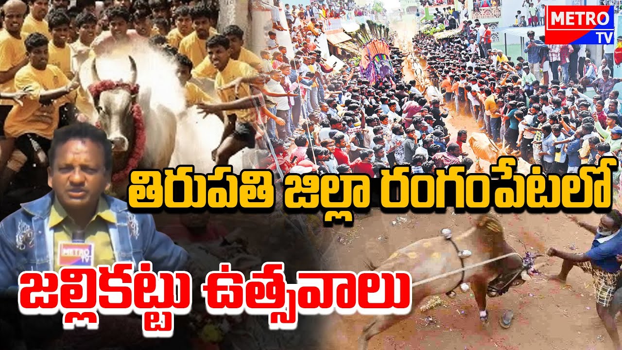 తిరుపతి జిల్లా రంగంపేటలో జల్లికట్టు ఉత్సవాలు || Jallikattu festival in Rangampet, Tirupati district
