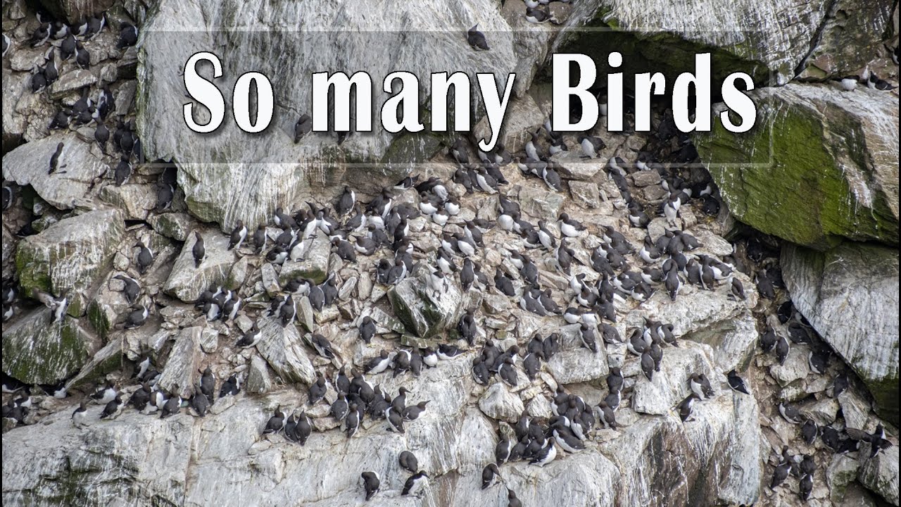 Bird Watching, South Stack Lighthouse, Anglesey. Seascape Photography (Thrunite Cataplut Mini V2)