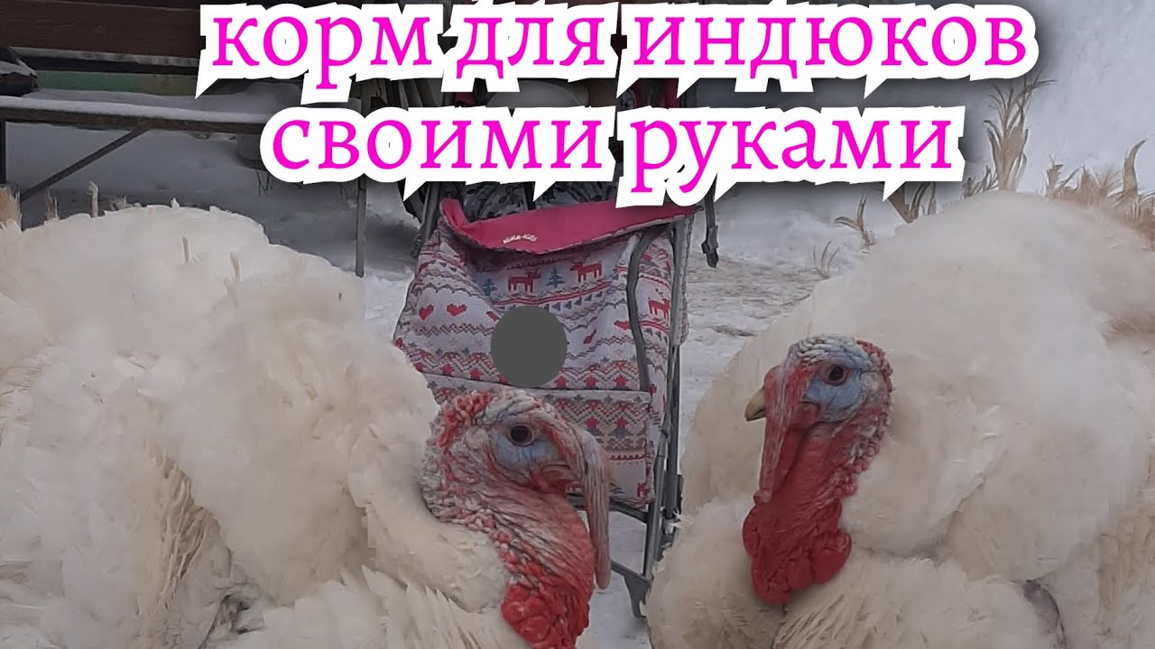 Свой комбикорм для индюков.