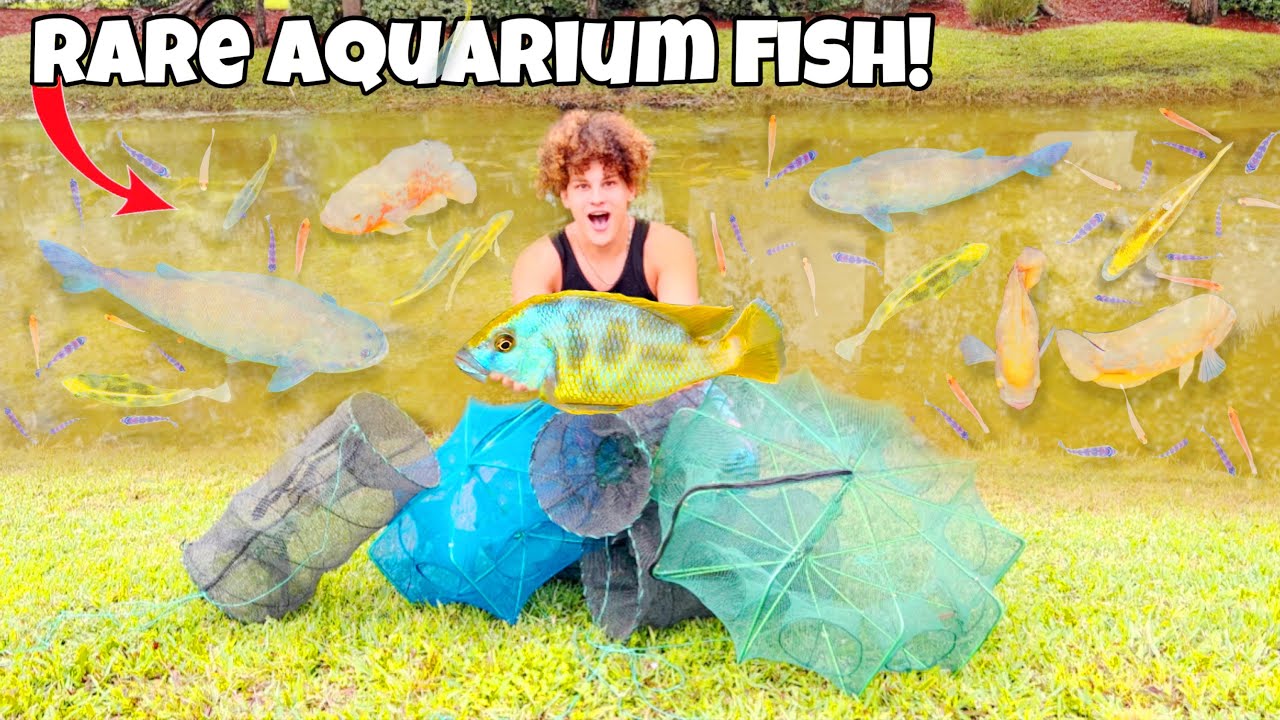 I Found TONS OF RARE Aquarium FISH!