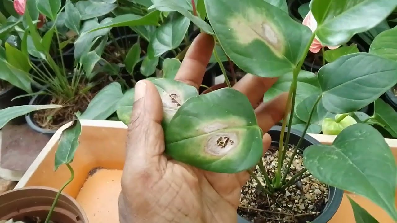 ඔබේ වගාවෙත් ගස් වල කොල කහ වෙනවද ?