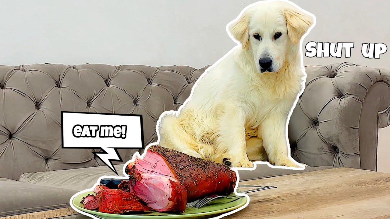 Leaving My Dog Alone With A Huge Pork Chop steak!