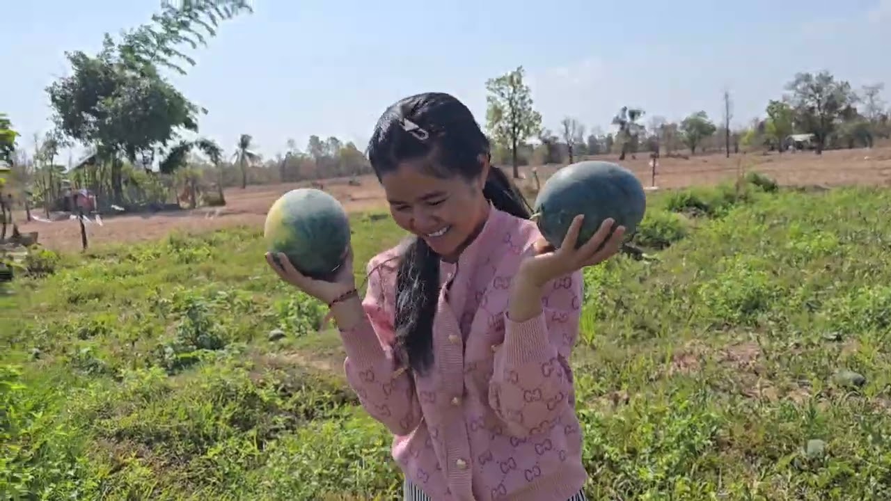 เก็บแตงโมส่งครอบครัวยายเงิงขอบคุณผู้ป้าน้องยูกิทีอุดหนุน