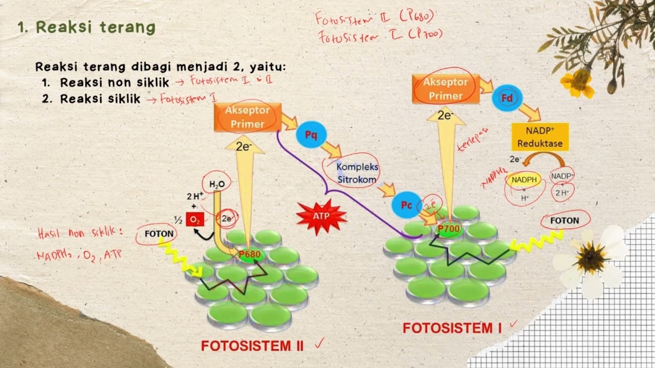 Metabolisme (Bagian 3) - Anabolisme - Materi Biologi Kelas 12