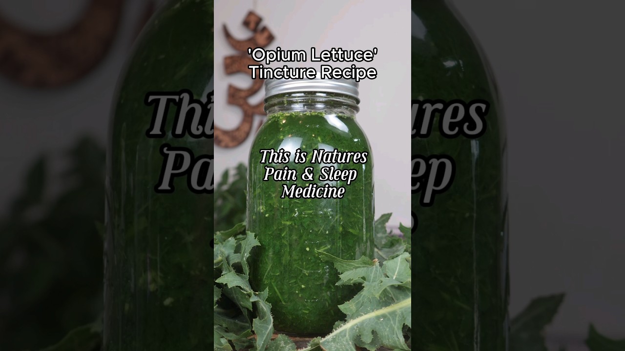 Wild Lettuce Tincture Recipe Aka opium lettuce #herbalmedicine #herbal #naturalmedicine #holistic