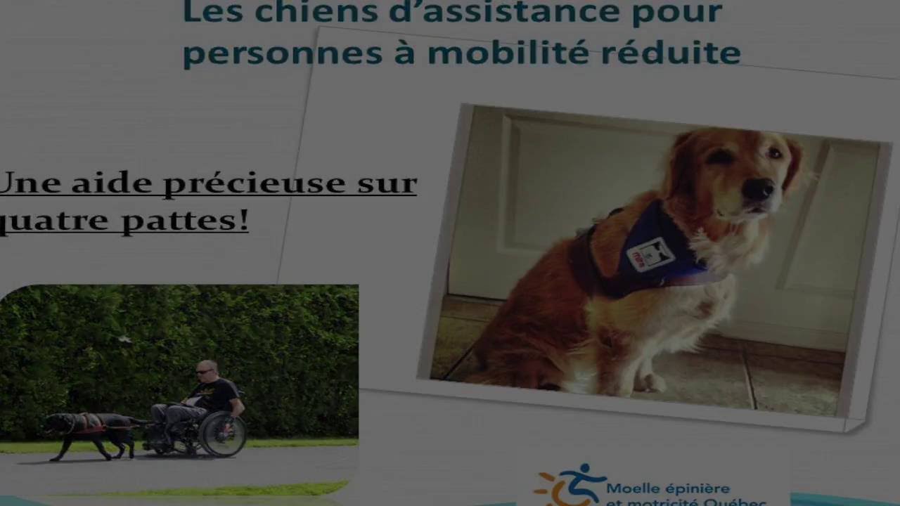Webconférence sur les chiens d'assistance à la mobilité