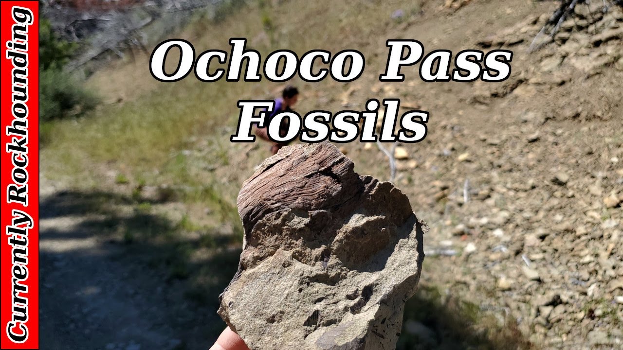 Fossils at Ochoco Pass // Rockhounding Central Oregon