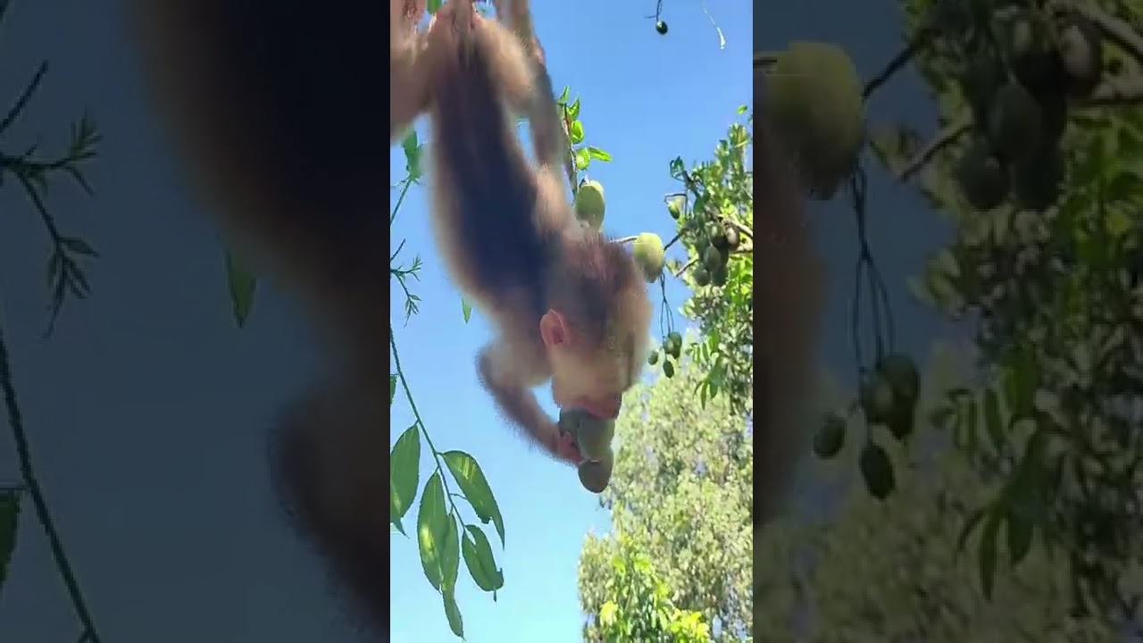 Baby monkey is super good at climbing trees #shorts