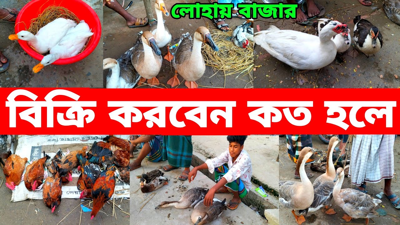 গৃহস্থের বিখ্যাত হাঁস মুরগির হাট | দাম খুবই কম |লোহাই বাজার | village market | Bangladesh |Gazipur