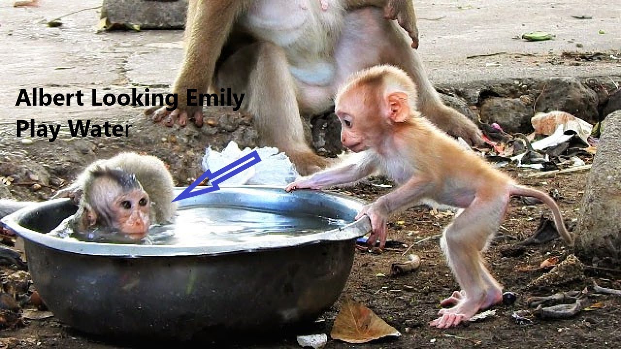 Amazing Baby Monkey ! Baby Albert Really Love Tiny Baby Emily | Baby Albert Tried To Play With Emily