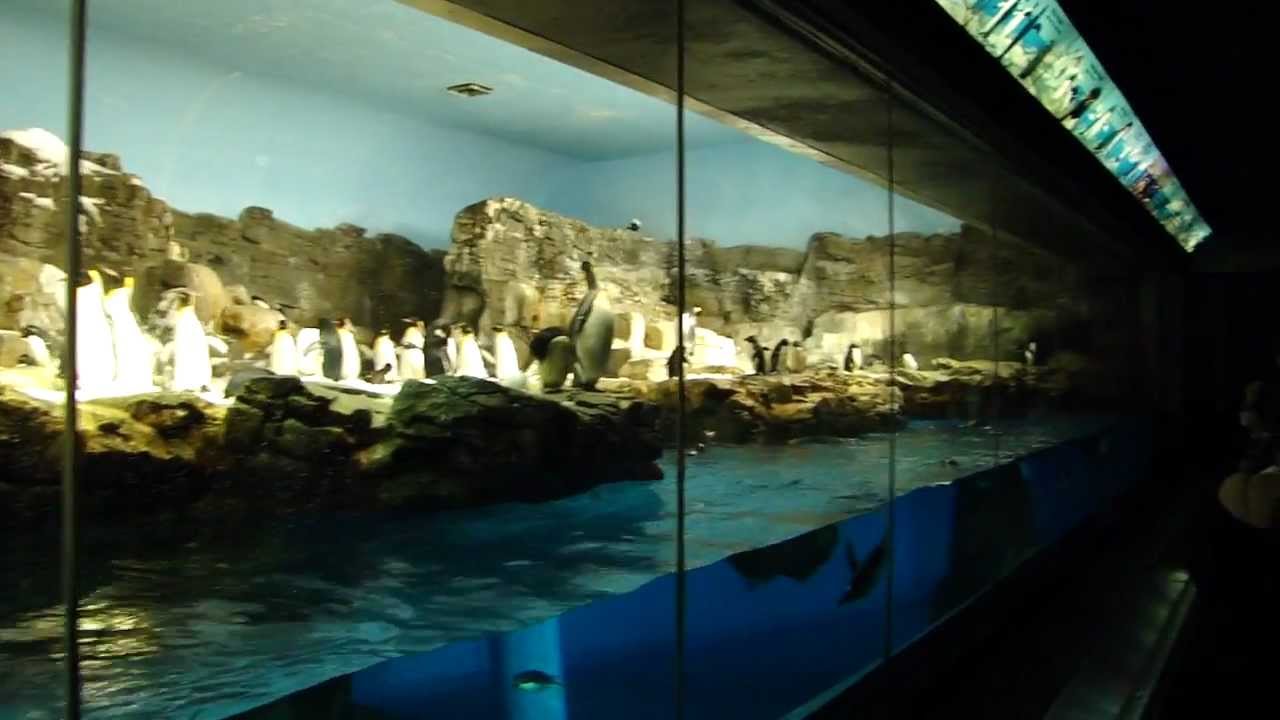 Penguin Encounter - SeaWorld Orlando