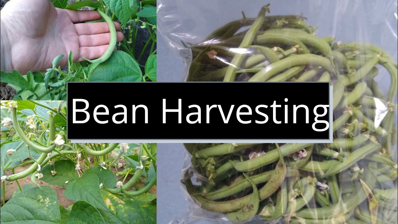 Contender Bean Harvesting August 2020