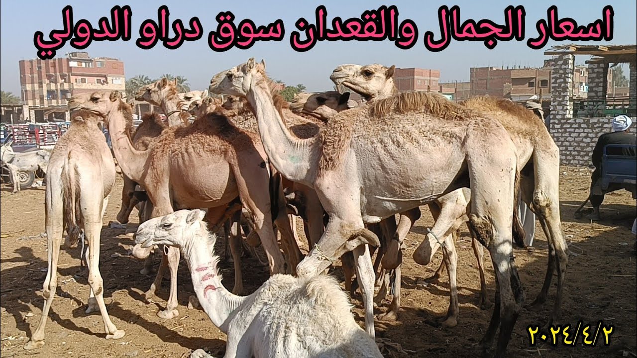 اسعار الجمال والقعدان والنياق الوالده داخل سوق دراو بمحافظة أسوان انخفاض كبير في الاسعار