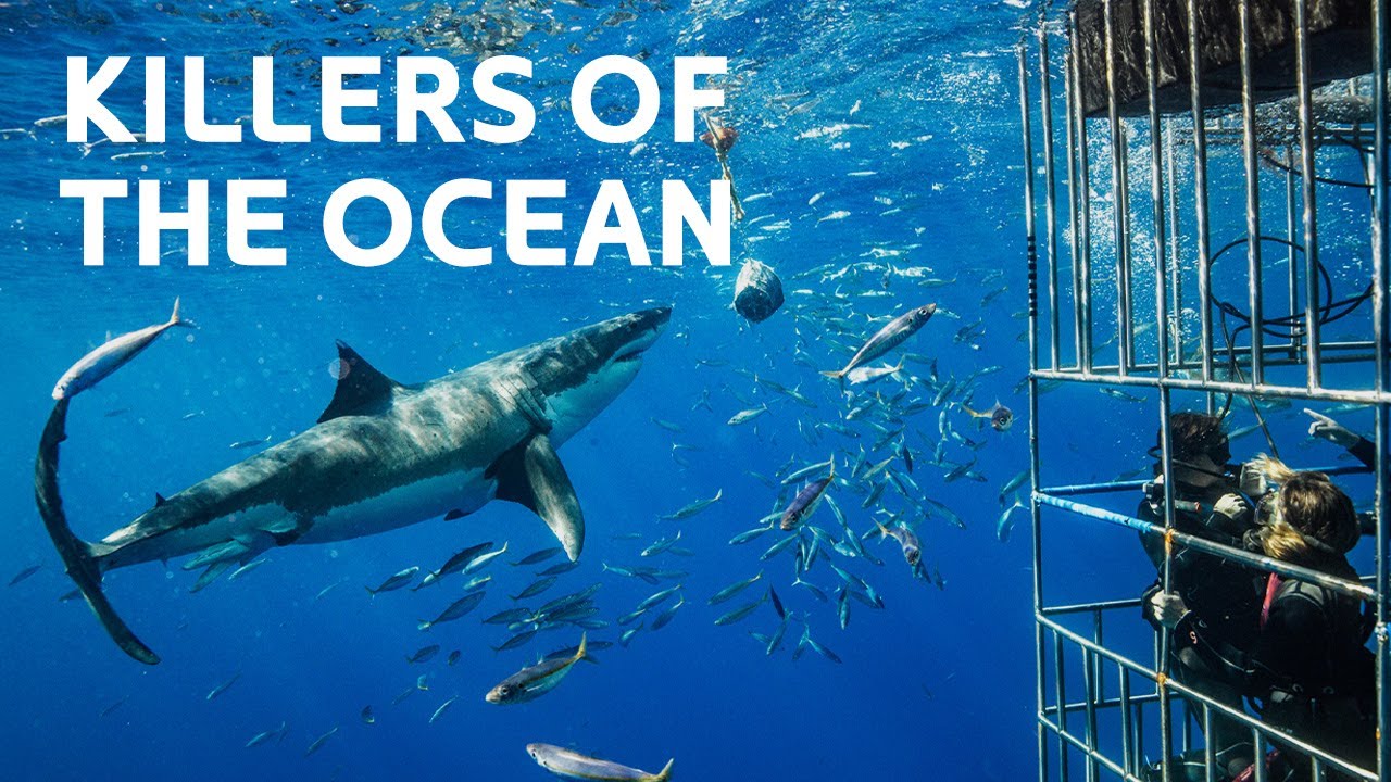 The Terrifying Underwater World Of Sharks
