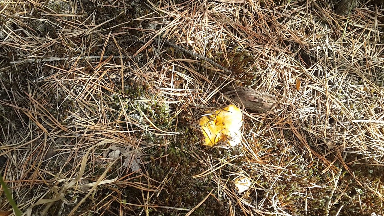 Лисички (Cantharellus cibarius) под соснами в 