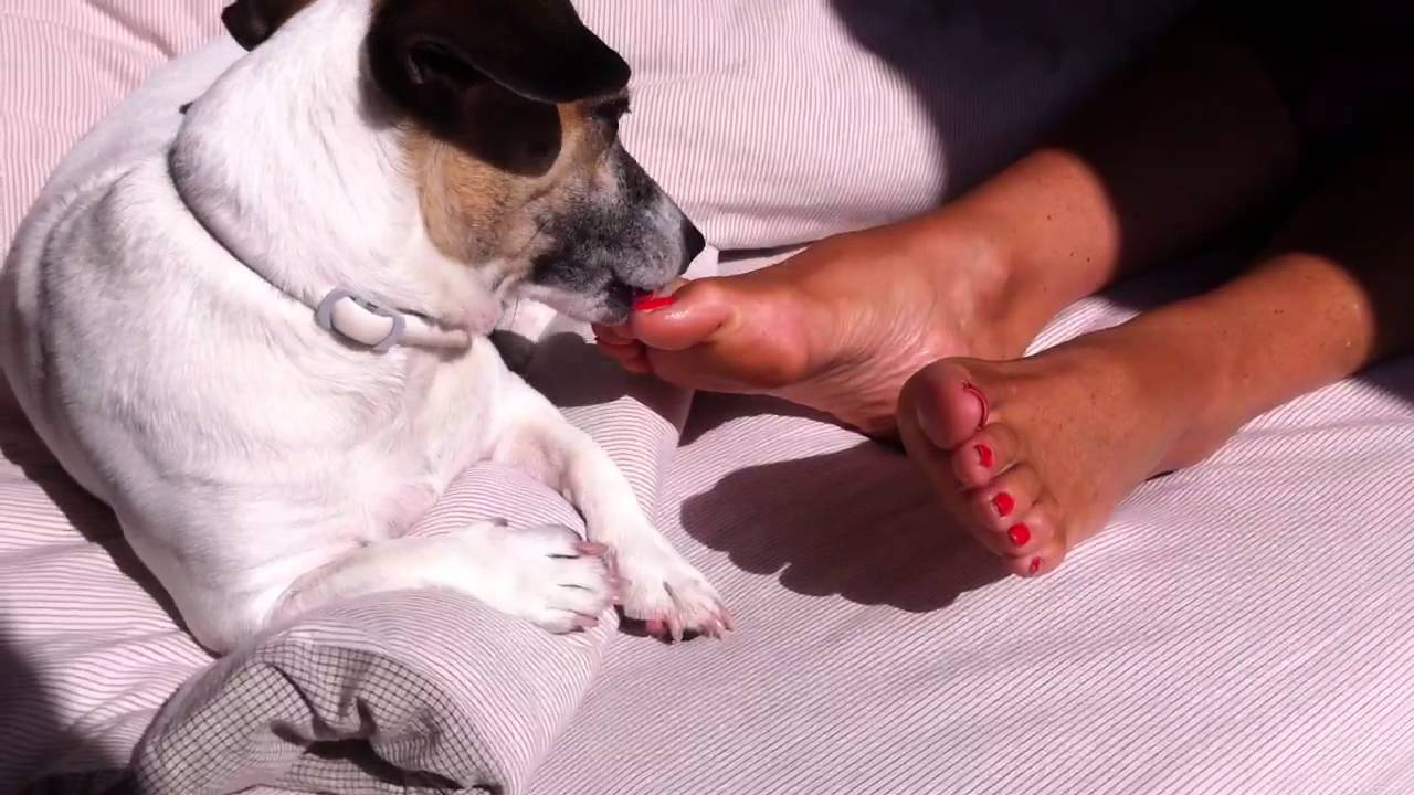 Chien faisant massage des pieds