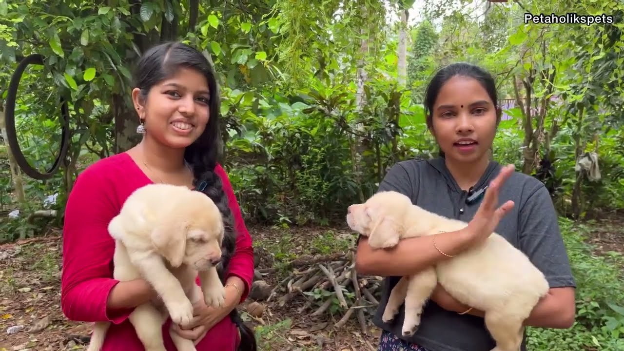 വിലക്കുറവിൽ ലാബ് പപ്പികൾ / Lab puppies for affordable rate / Labrador Puppy / Thrissur