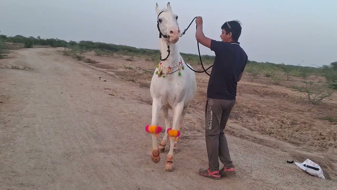 Seema ghodi ka chotala dans aap dikh sktee ho etne din bad vaps dans achee se dans kr rhi he ghodi 